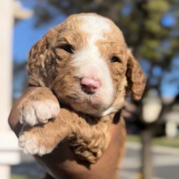 Ginger Snap - Red  female Poodle puppy in Corona, California from Garden Of Poodles