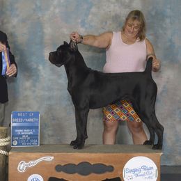 Cane Corso from Luna Rossa Cane Corso