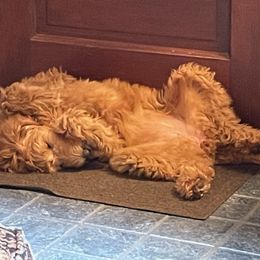Goldendoodle Puppies from Angel's Doodles