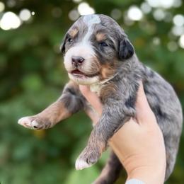 Alta - Merle female Bernedoodle puppy in Glendale, Arizona from Arizona Bernedoodles