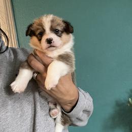 Boy 1 - Red male Pembroke Welsh Corgi puppy in Chino Valley, Arizona from Blecker Kennel