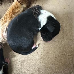 Smith - Black tri-color male Australian Shepherd puppy in Asheboro, North Carolina from Stellar Aussies