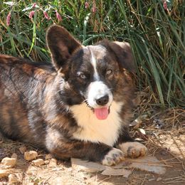 Jackson - Cardigan Welsh Corgi