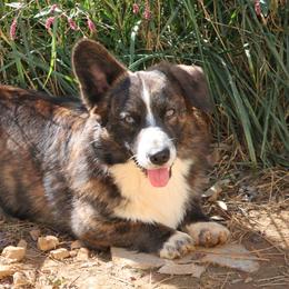 Jackson - Cardigan Welsh Corgi