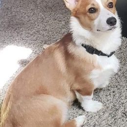 Pembroke Welsh Corgis from Newby Farms