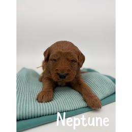 Neptune - Red  male Goldendoodle puppy in Smithfield, Kentucky from KBK9 Kennels