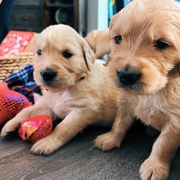 Golden Retriever Puppies from Great Lakes Golden Retreivers