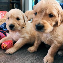 Golden Retriever Puppies from Great Lakes Golden Retreivers