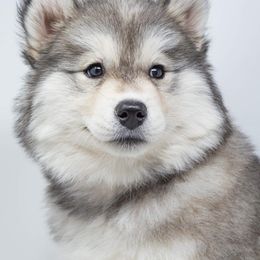 Pembroke Welsh Corgis and Siberian Huskies from Limitless Huskies