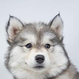 Pembroke Welsh Corgis and Siberian Huskies from Limitless Huskies