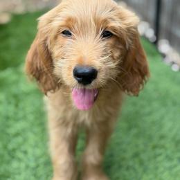 Burberry - Apricot male Goldendoodle puppy in Las Vegas, Nevada from Puppies of the West
