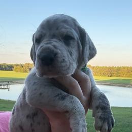 Green collar - Merle male Great Dane puppy in Tyler, Texas from Blessed By Danes