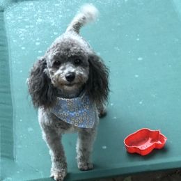 Sylvia - Poodle