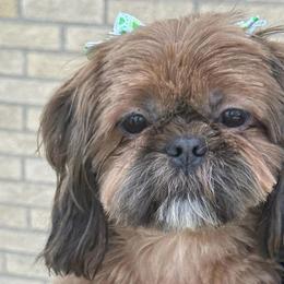 Shih Tzus and Yorkshire Terriers from MotorCity Lavish K9s