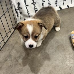 Cupid - Sable male Pembroke Welsh Corgi puppy in Millsap, Texas from Punchy Pembroke Ranch