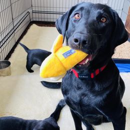 Labrador Retrievers from Clearmountain Retrievers