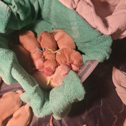 Goldendoodle Puppies from Jesse's Doodles