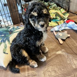 Bernedoodle Puppies from Dilly Dally Doodles