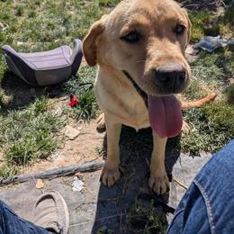 Zelda - Yellow female Labrador Retriever puppy in Parma, Idaho from Campbell Valley Labradors