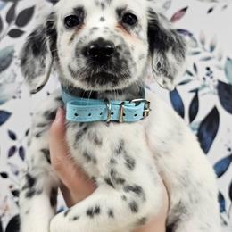 Furby - White and black female Dalmatian puppy in Gray, Georgia from Fuller Spots