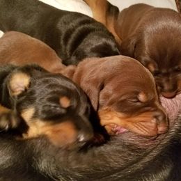 Doberman Pinscher Puppies from Kettle Cove Dobermans