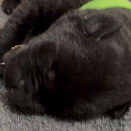 Lime - Black female Labrador Retriever puppy in Kinta, Oklahoma from Beaver Creek Kennels