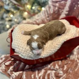 Apple - Red male Bernedoodle puppy in Alabama from Peach & Pawmetto Doodles