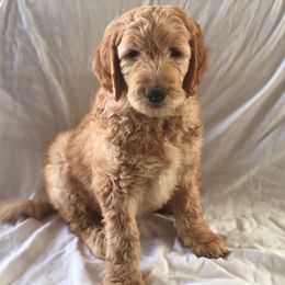 Golden Retriever and Goldendoodle Puppies from Penny Doodles