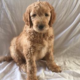 Golden Retriever and Goldendoodle Puppies from Penny Doodles