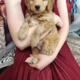 Goldendoodle Puppies from Goldendoodles from Goshen Blessings