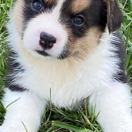 Cardigan Welsh Corgis from Wyndower Cardigans