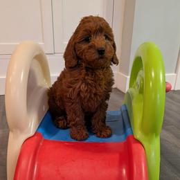 Brandy - Red  female Goldendoodle puppy in Grosse Ile Township, Michigan from Mini Island Doodles