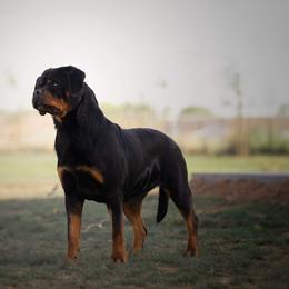 Stella - Rottweiler