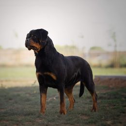 Stella - Rottweiler