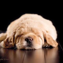 Australian Labradoodle Puppies from Coastal Labradoodles