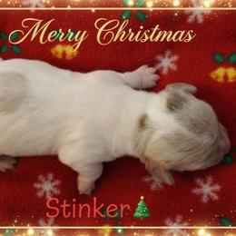 Stinker - Piebald male Dachshund puppy in Marshall, Texas from Wilson's Kennels