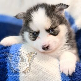 Monarch Mr McDreamy - Black and white male Pomsky puppy in Greeley, Colorado from Monarch Pomskies | Northern Colorado