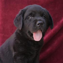 Labrador Retriever Puppies from Glory View Labradors