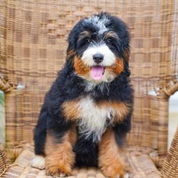 Journey (socialization program grad) - Tri-color female Bernedoodle puppy in Dundee, Ohio from Down Home Doodle