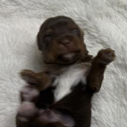 Patch AKC - Chocolate and tan male Yorkshire Terrier puppy in Labelle, Florida from Chocolate and Parti Yorkies in Florida