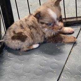 Deja - Teeny Tiny - Red merle female Miniature American Shepherd puppy in Leonard, Texas from Tin Roof Aussies
