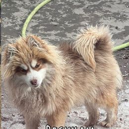 Beckham - Pomsky