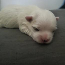 Nicholas - White male Maltese puppy in Chambersburg, Pennsylvania from Vazquez Maltese