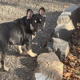 Gus - Brindle and white French Bulldog puppy in Philadelphia, Pennsylvania from Kiki Leigh Frenchies