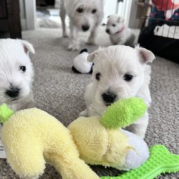 West Highland White Terrier Puppies from Treasure Valley Idaho Westies