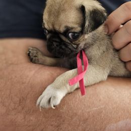Pink - Fawn female Pug puppy in Tallapoosa, Georgia from West Georgia Pugs