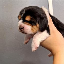 Girl 2 - Black brown and white female Basset Hound puppy in Mack's Creek, Missouri from Mack's Creek Basset Hounds