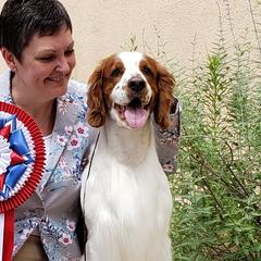 Welsh Springer Spaniels from Painted Sky Farms Welsh Springer Spaniels