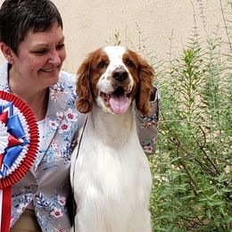 Welsh Springer Spaniels from Painted Sky Farms Welsh Springer Spaniels