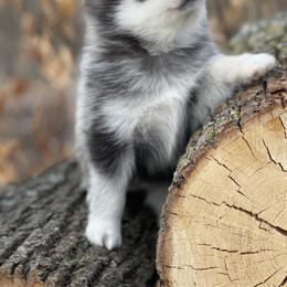 Pomsky Puppies from Ritzy Puppies